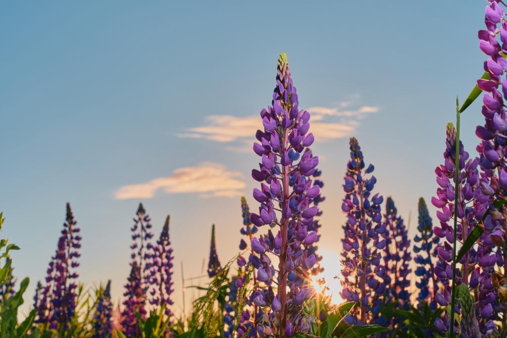 background7