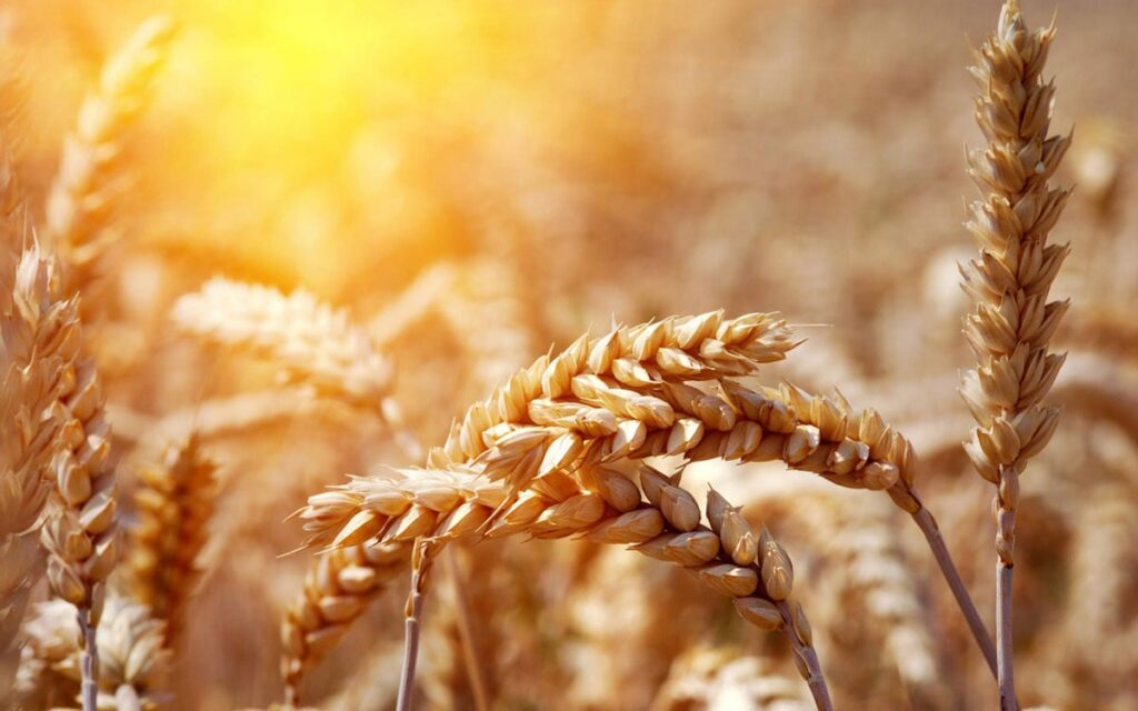 Photo-of-wheat