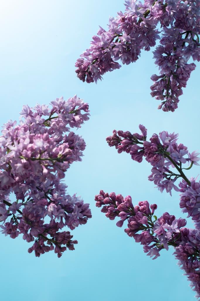 lilac-flower-sky