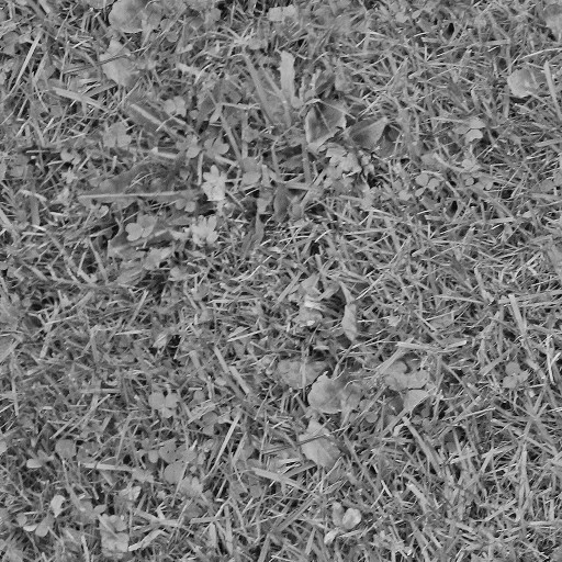 grass